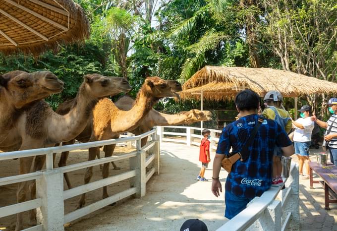 Safari World Entrance