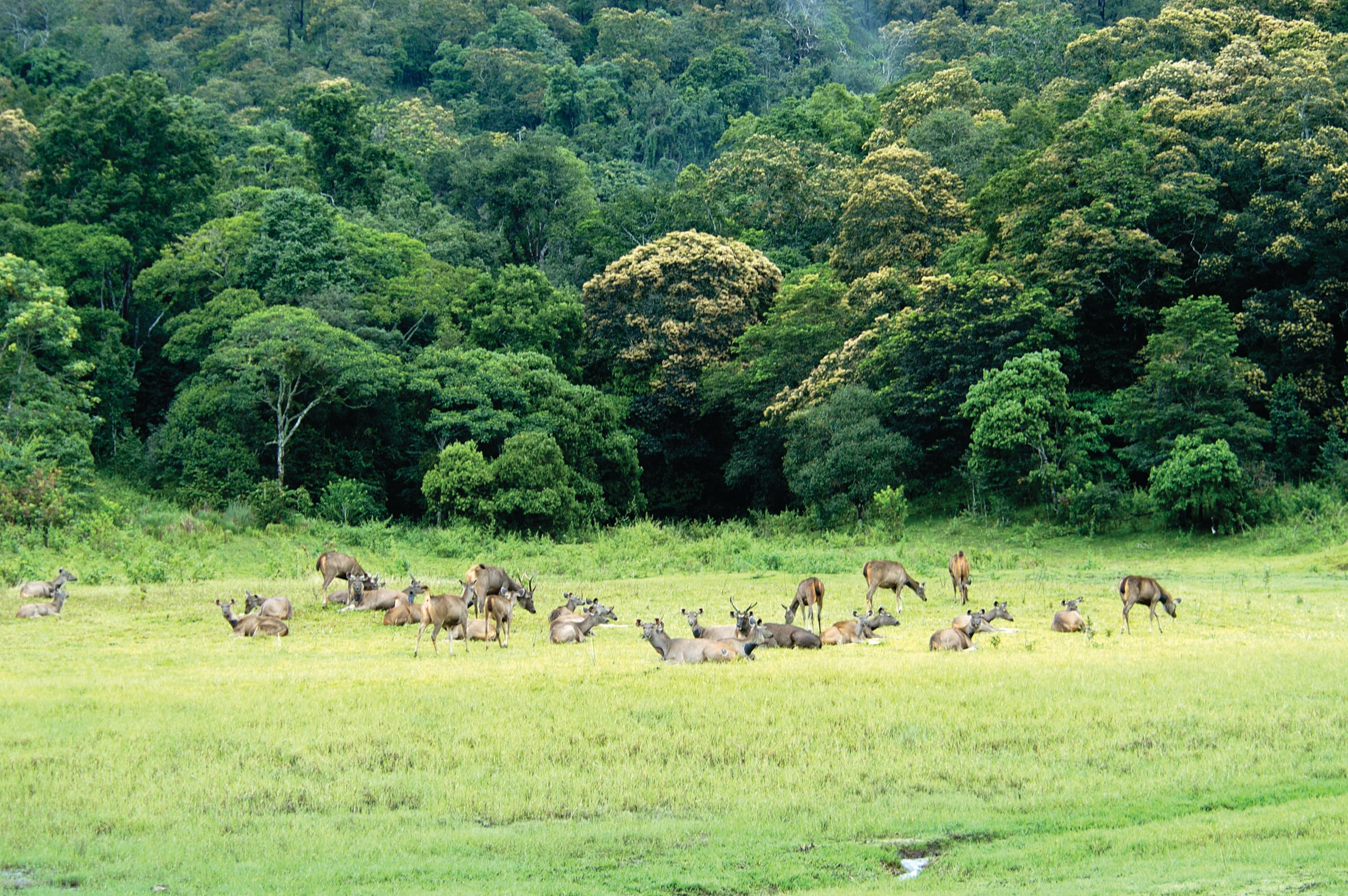 Spot Wildlife