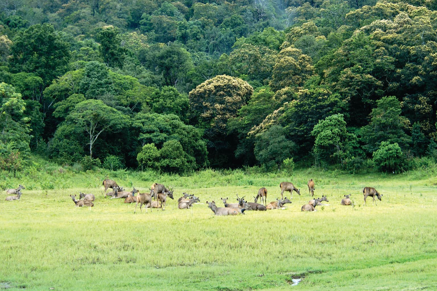Spot Wildlife