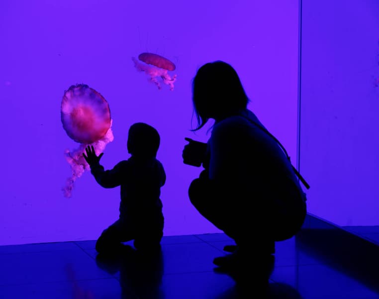 Ripley's Aquarium of Canada Tickets Image