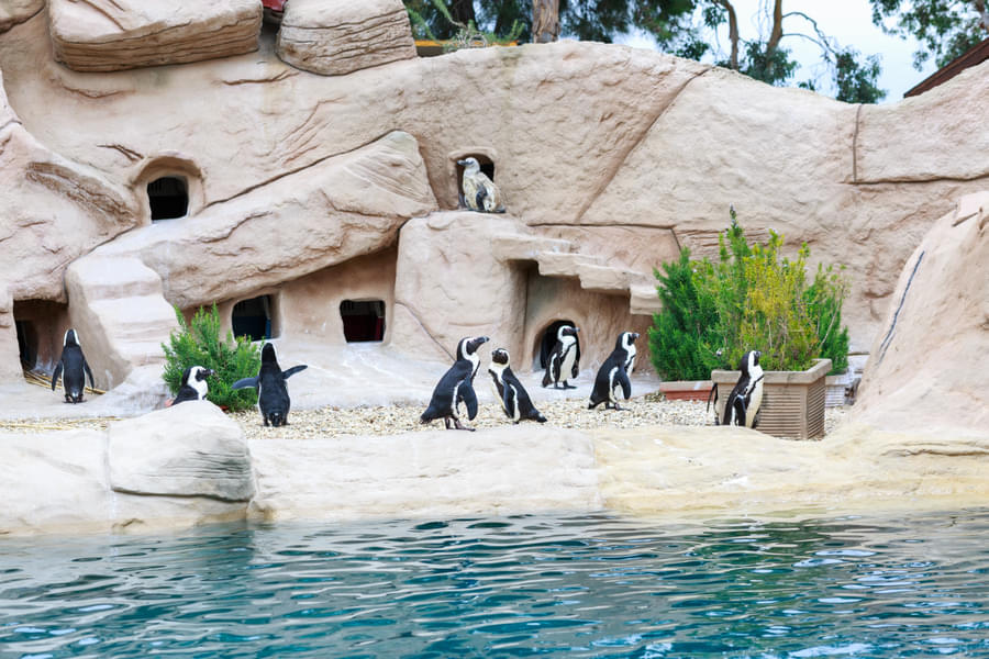 Watch the cute penguins on their private beach