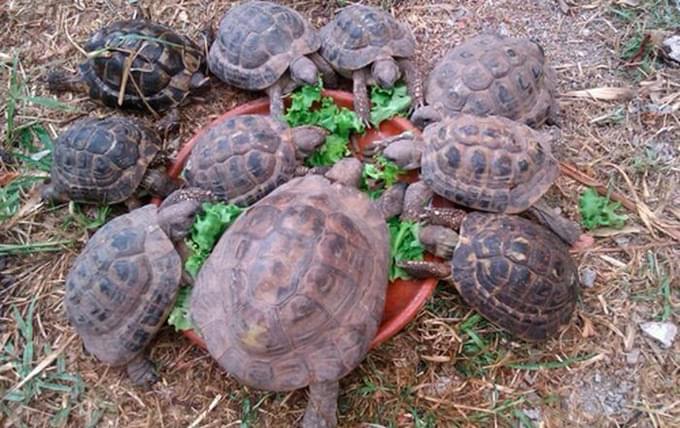 tortuga Tenerife Jungle Park