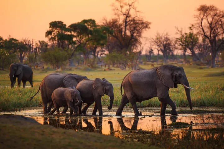 Chobe National Park.jpg
