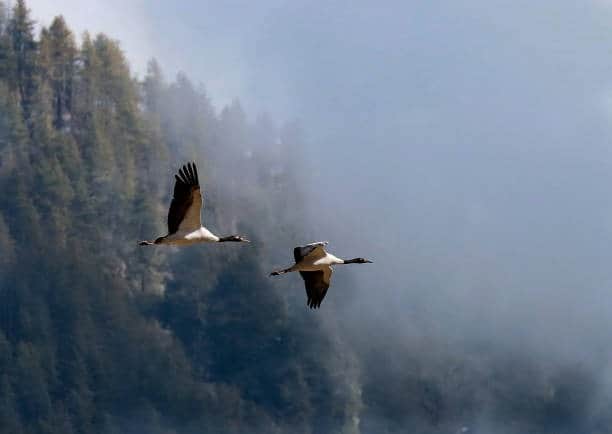Spot Rare Himalayan Birds