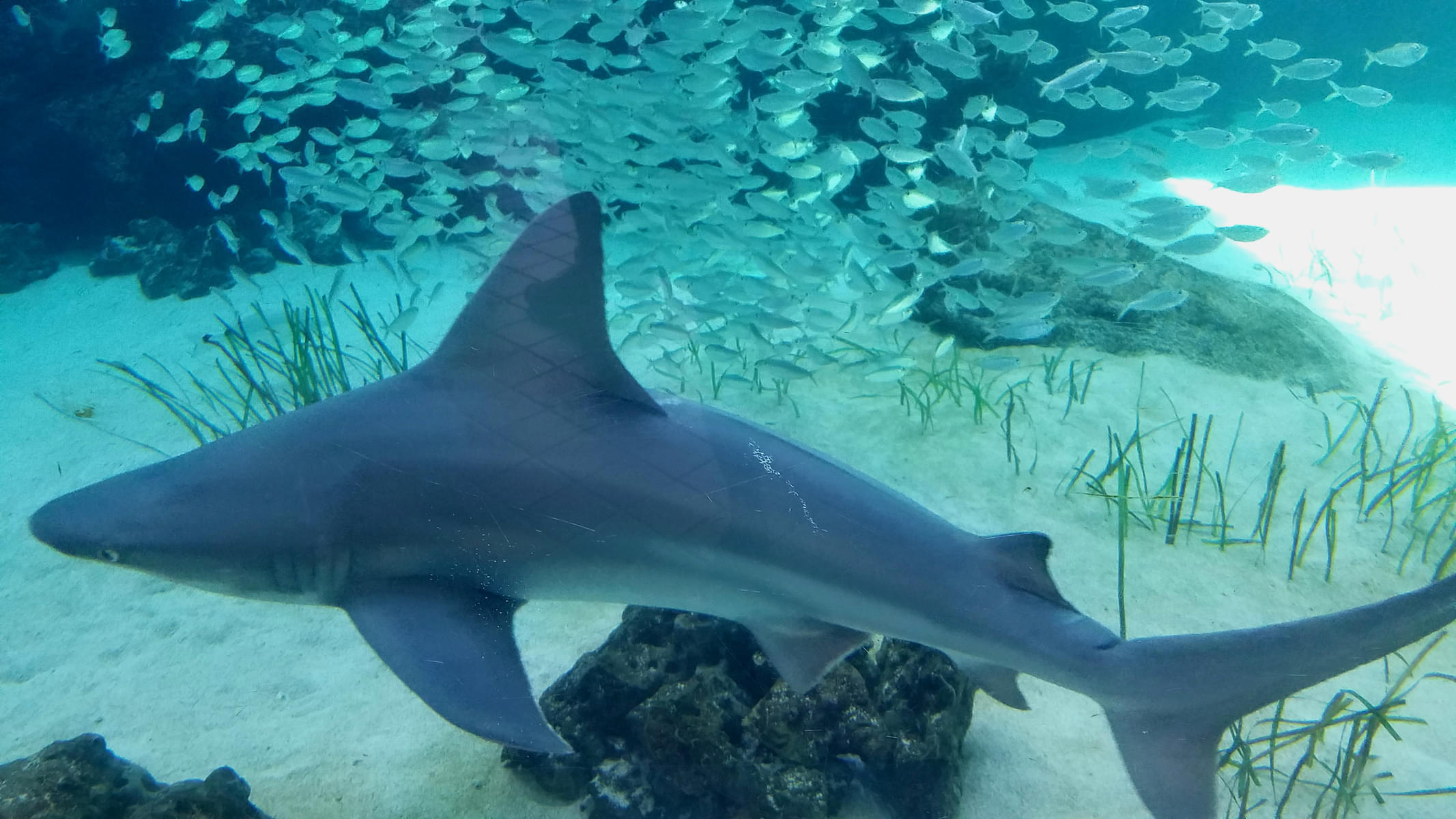 Admire various marine animals like the sand shark at the West Key Florida