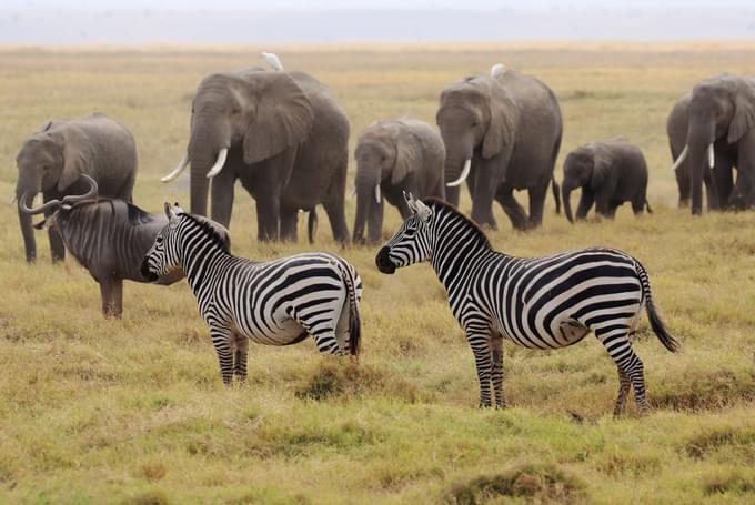 Amboseli National Park