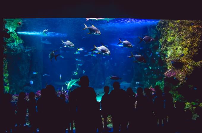 Sydney Acquarium