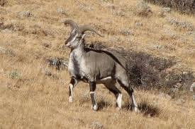 Watch Rare Wildlife on High-Altitude Trails