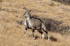 Watch Rare Wildlife on High-Altitude Trails