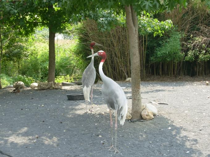 Madagascar in Zoom Torino Zoo