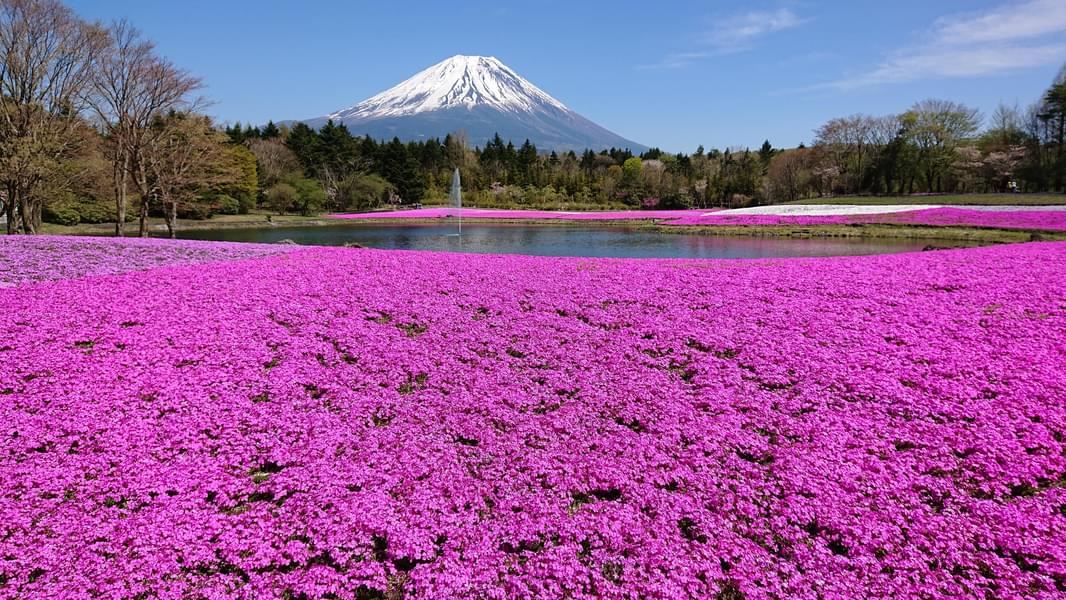 Mt Fuji Flower Sightseeing Tour From Tokyo Image