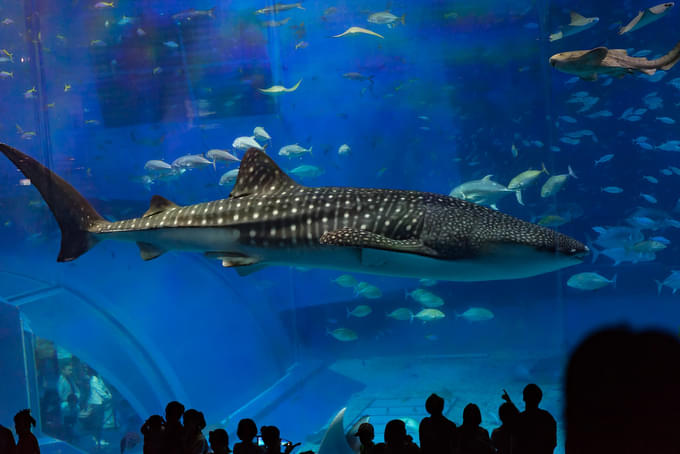 Okinawa Churaumi Aquarium