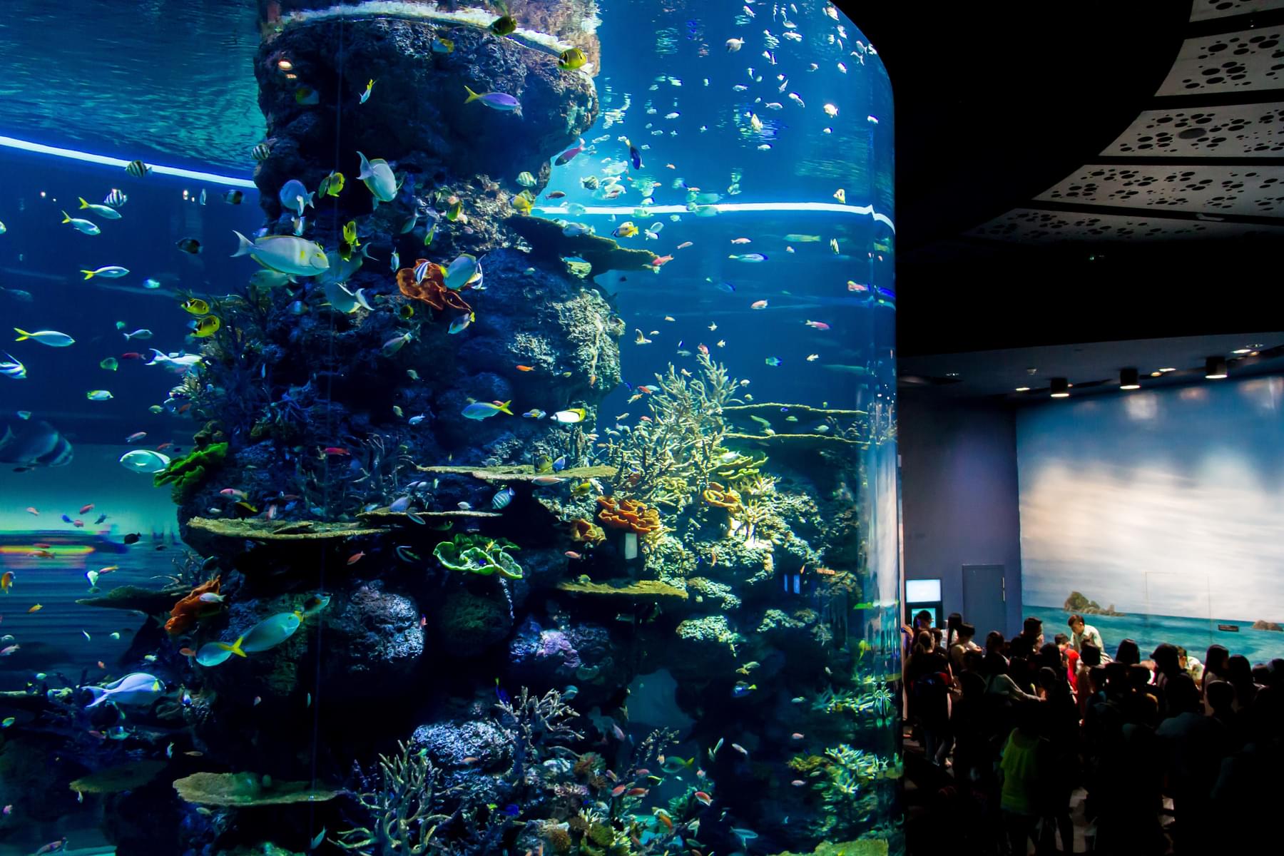 Explore the S.E.A. Aquarium Together