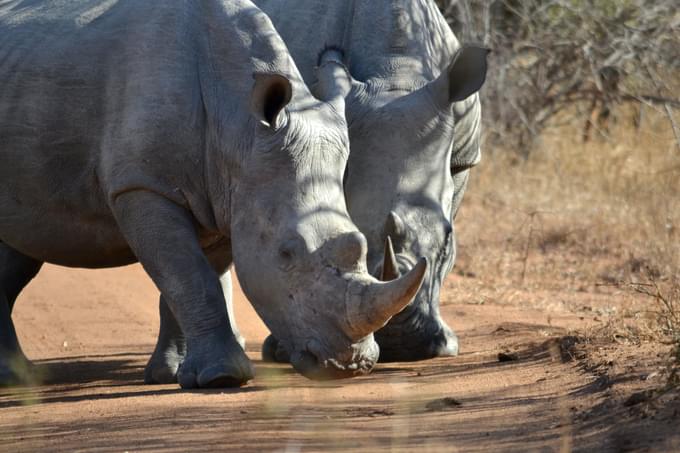 White Rhinos