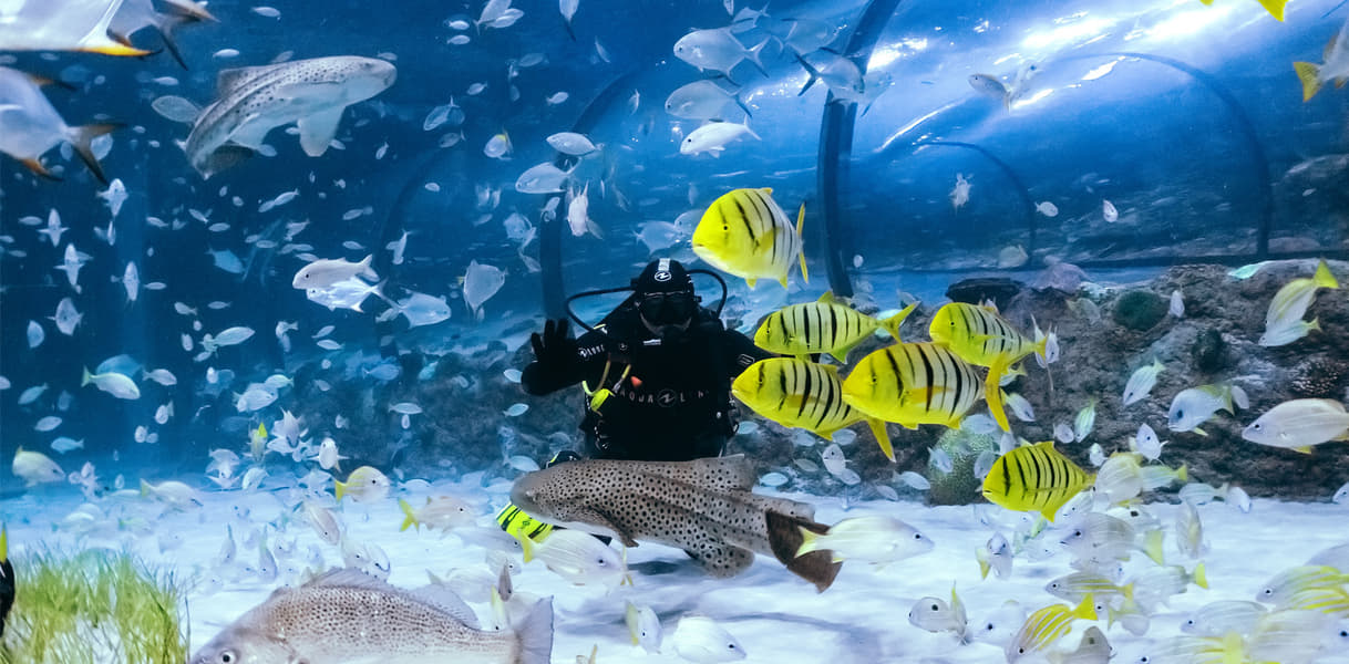 The National Aquarium Abu Dhabi Tickets Image