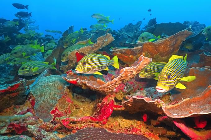 Ribbon Reefs