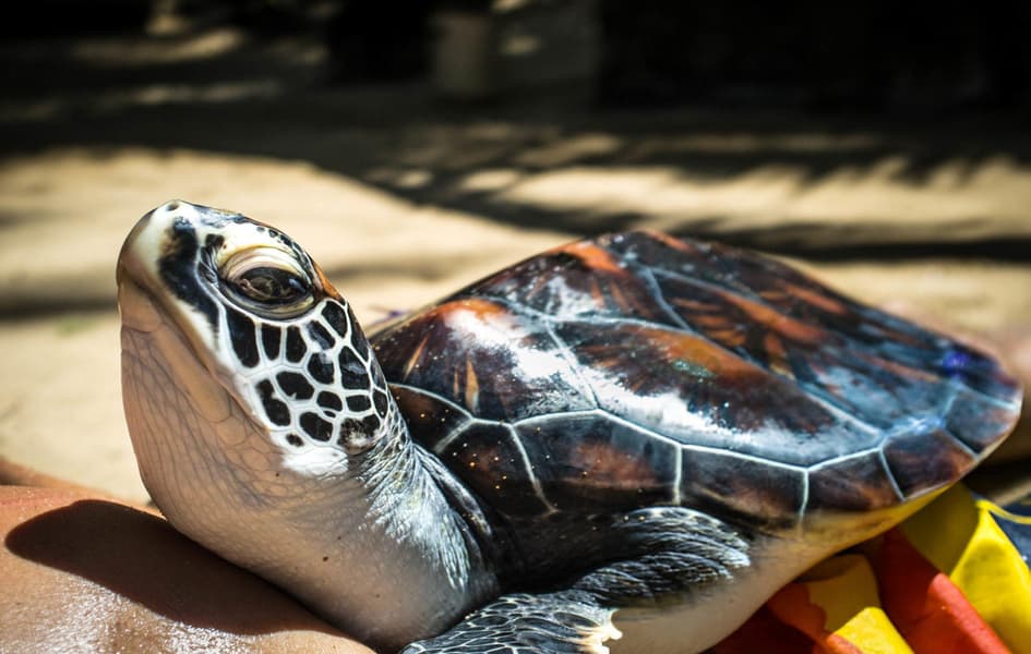 Exclusive PREMIUM Sri Lanka | Romantic Escape Image