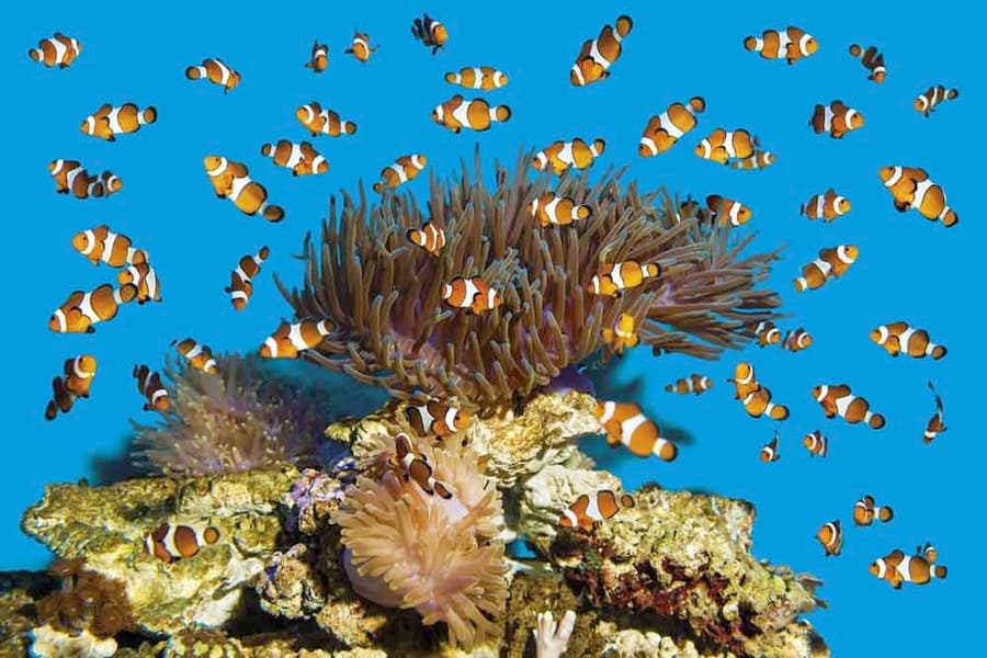 Aquarium Barcelona Tickets Image