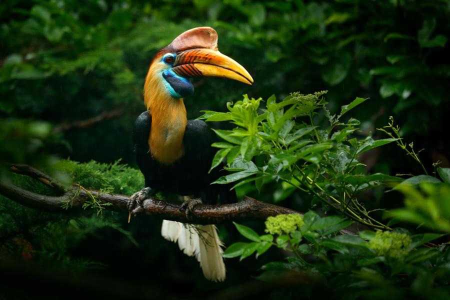Hornbill Phuket Bird Park