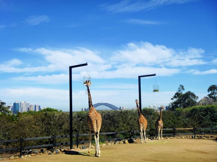 Taronga Zoo Sydney Tickets
