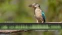 Blue Winged Kookaburra in houston zoo