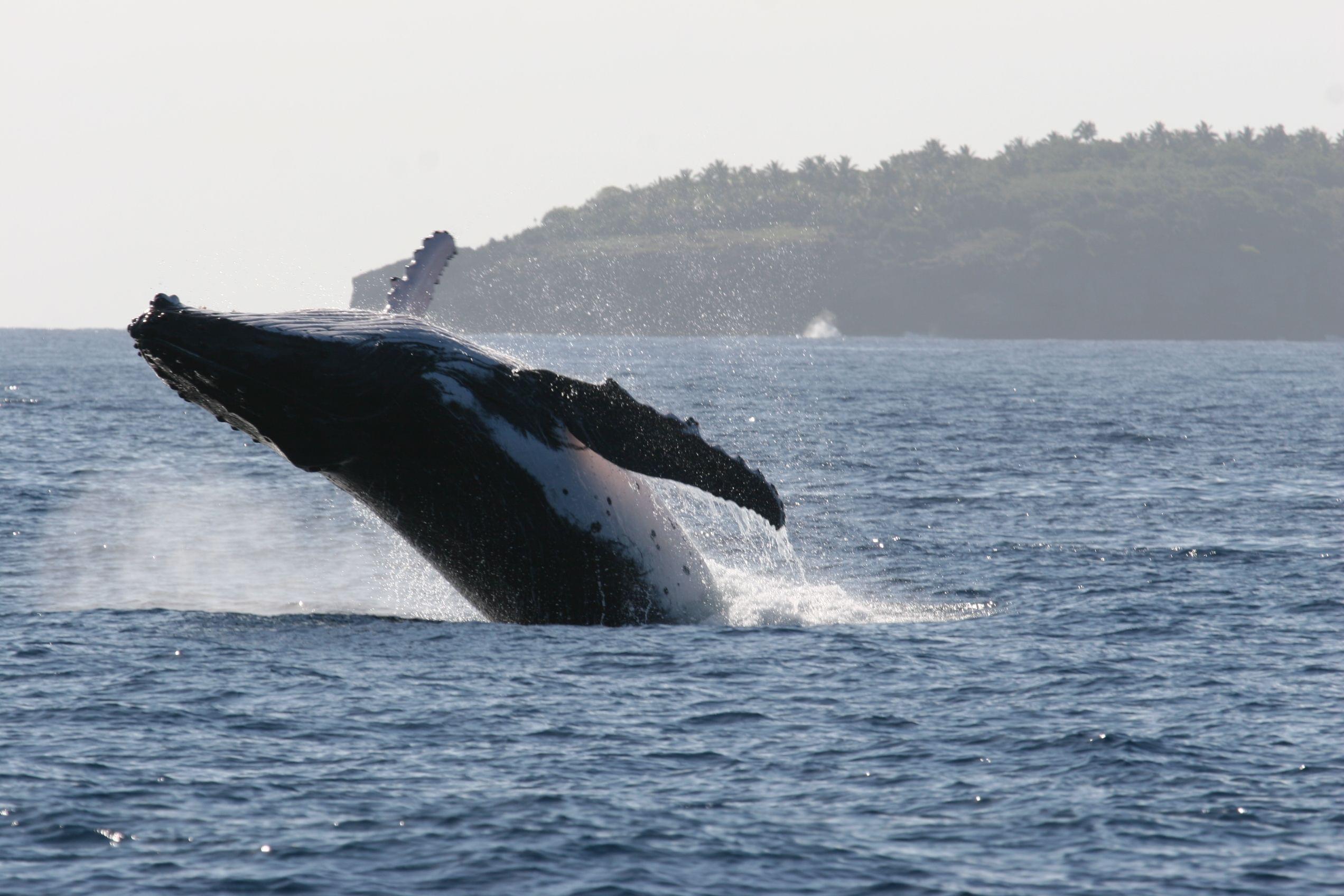 Tonga Whale Watching Tour