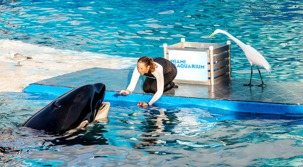 Take a look at one of the Miami Seaquarium's attractions Lolita, the world's oldest captive orca
