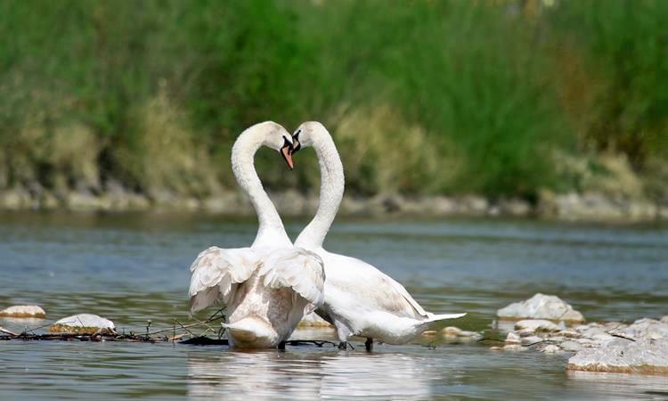 Dajipur Wildlife Sanctuary Safari Image
