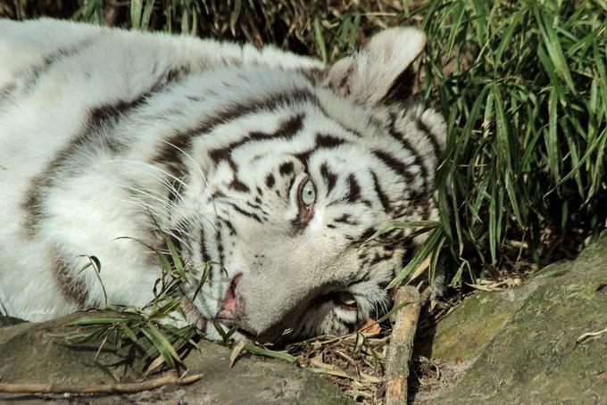 White Tiger in Singapore Zoo