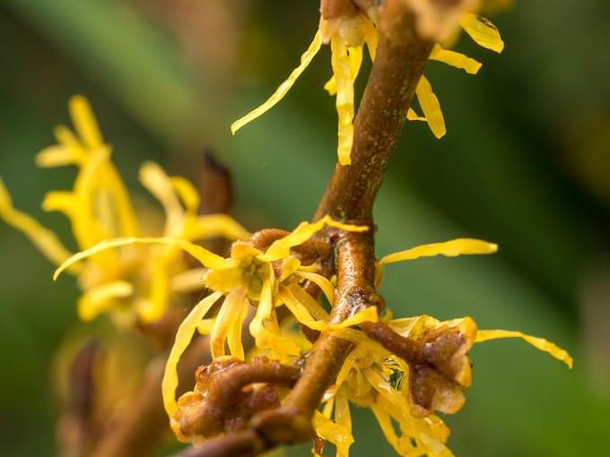 Chinese Witch Hazel in ARTIS Zoo