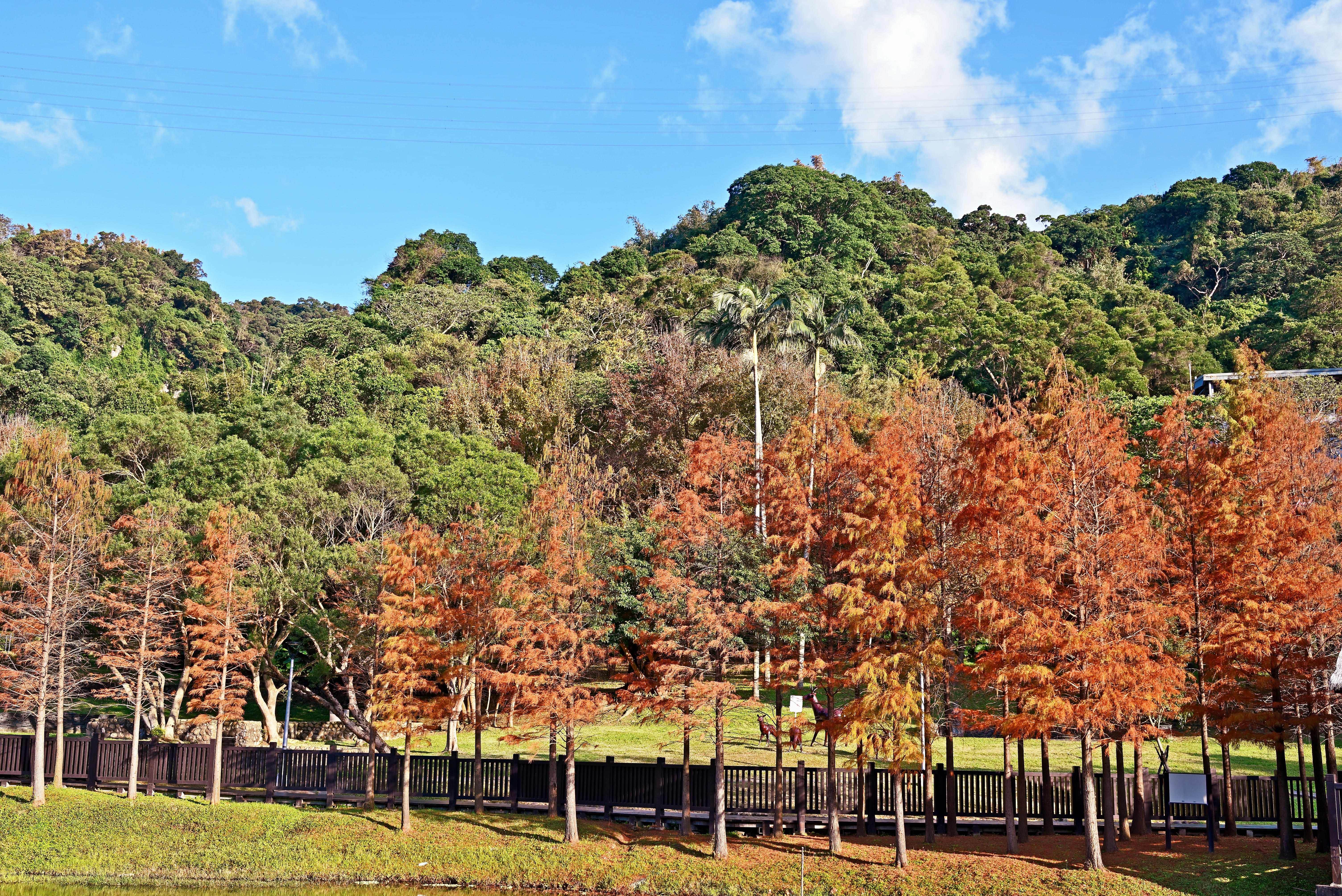 Chungbuk Fall Pine