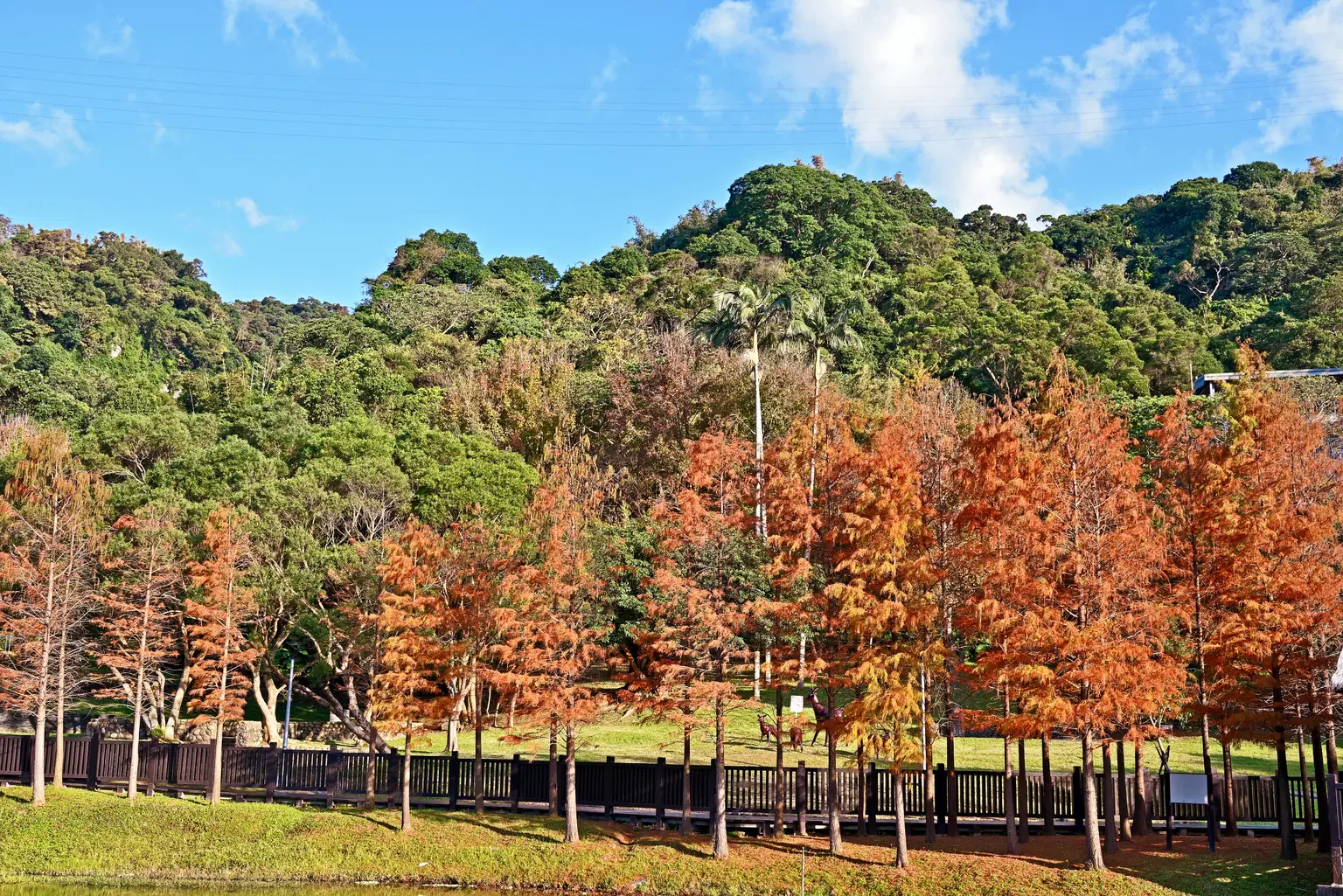 Chungbuk Fall Pine, <em>Taichung</em>
