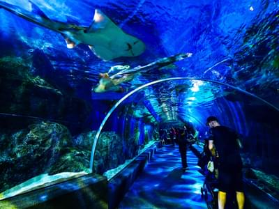 Enjoy the mesmerizing views of the aquarium