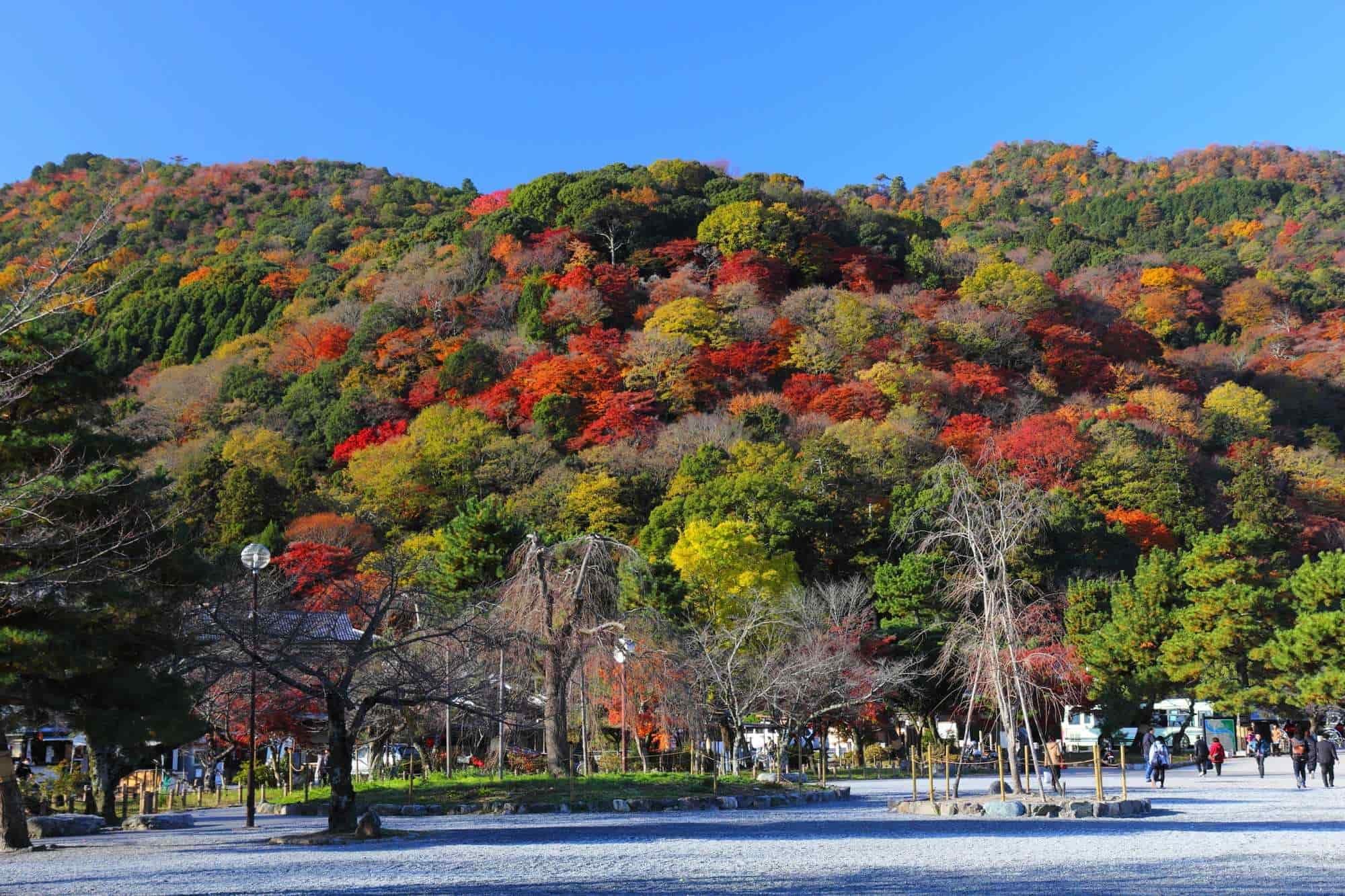 Visit Arashiyama park