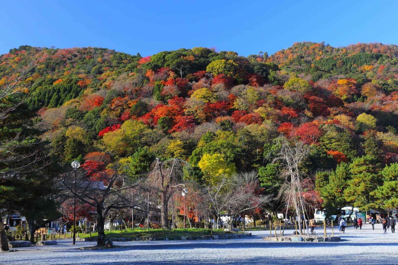 Visit Arashiyama park