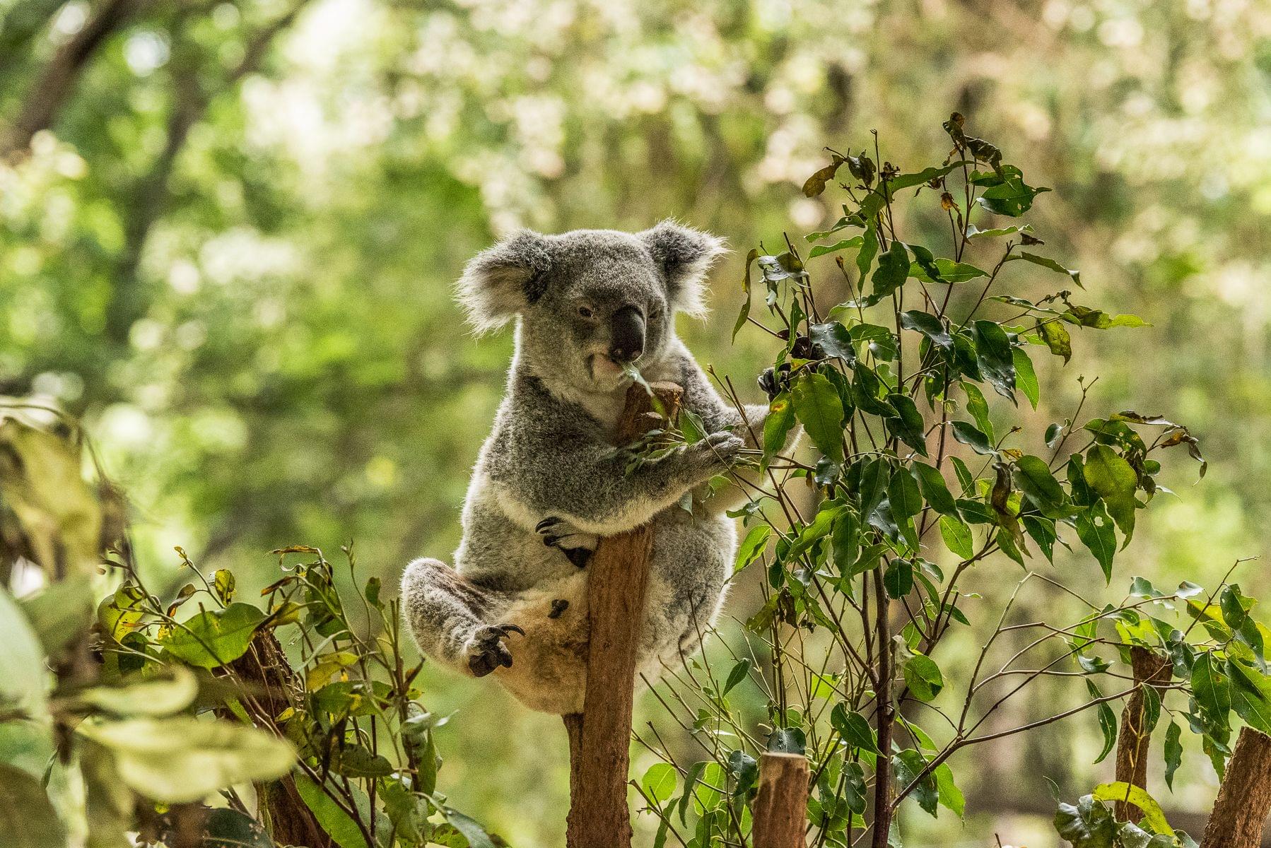 Lone Pine Koala Sanctuary Tickets