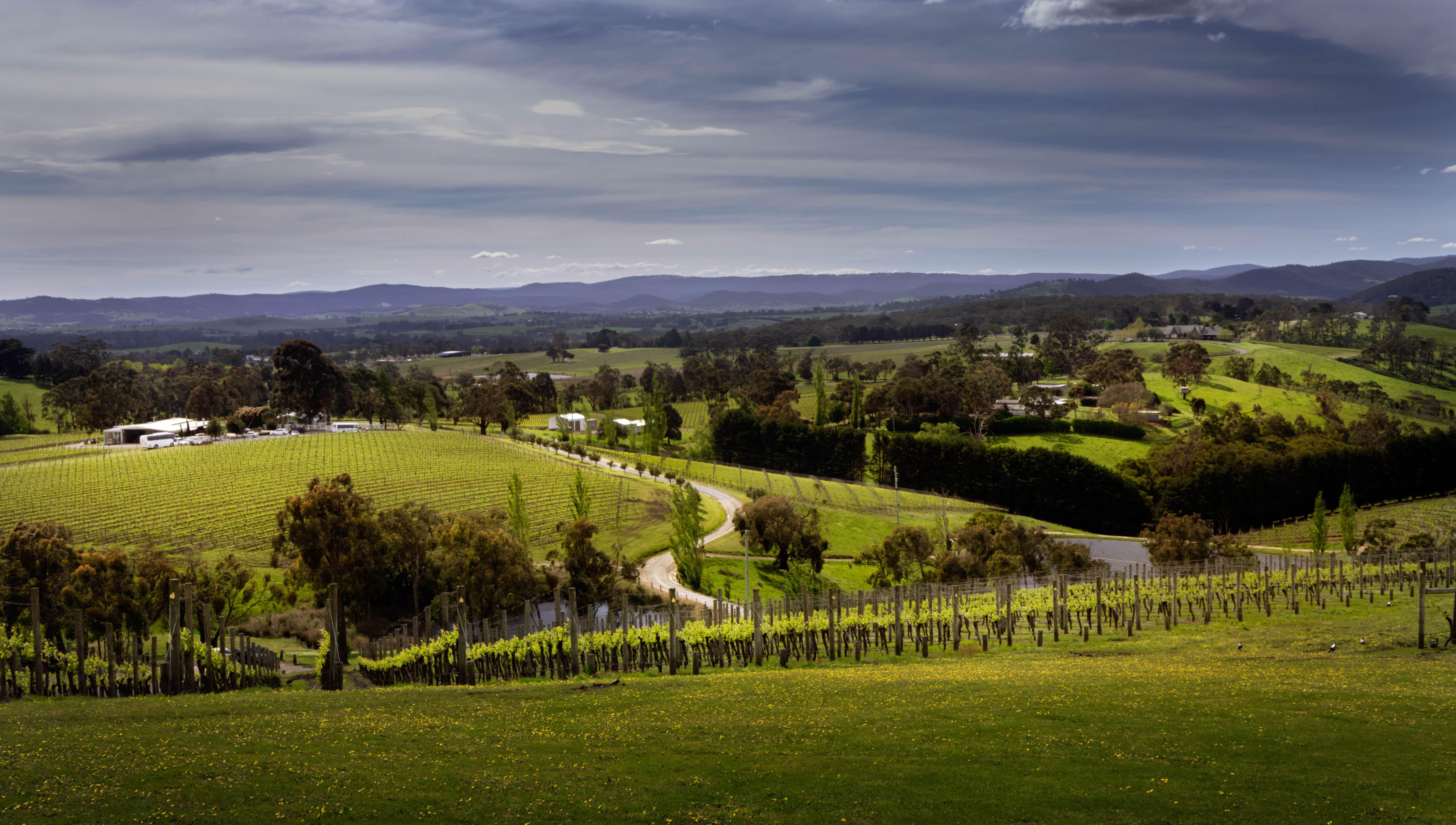 Yarra Valley Wine Tours