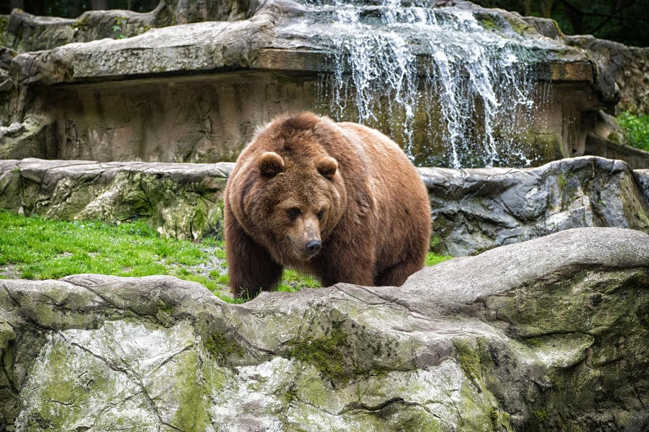 Friendly Bear Stony