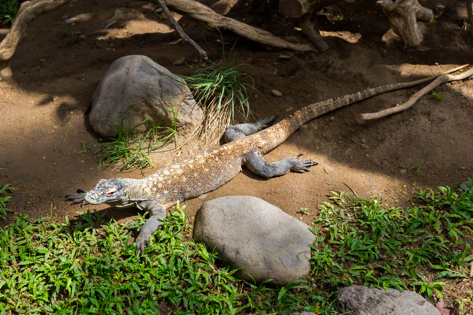 Watch the amazing Komodo Dragon