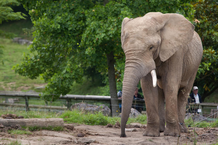 Watch the giant elephants closely at the Elephants Plains inside Beauval Zoo