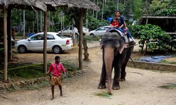 Elephant Junction