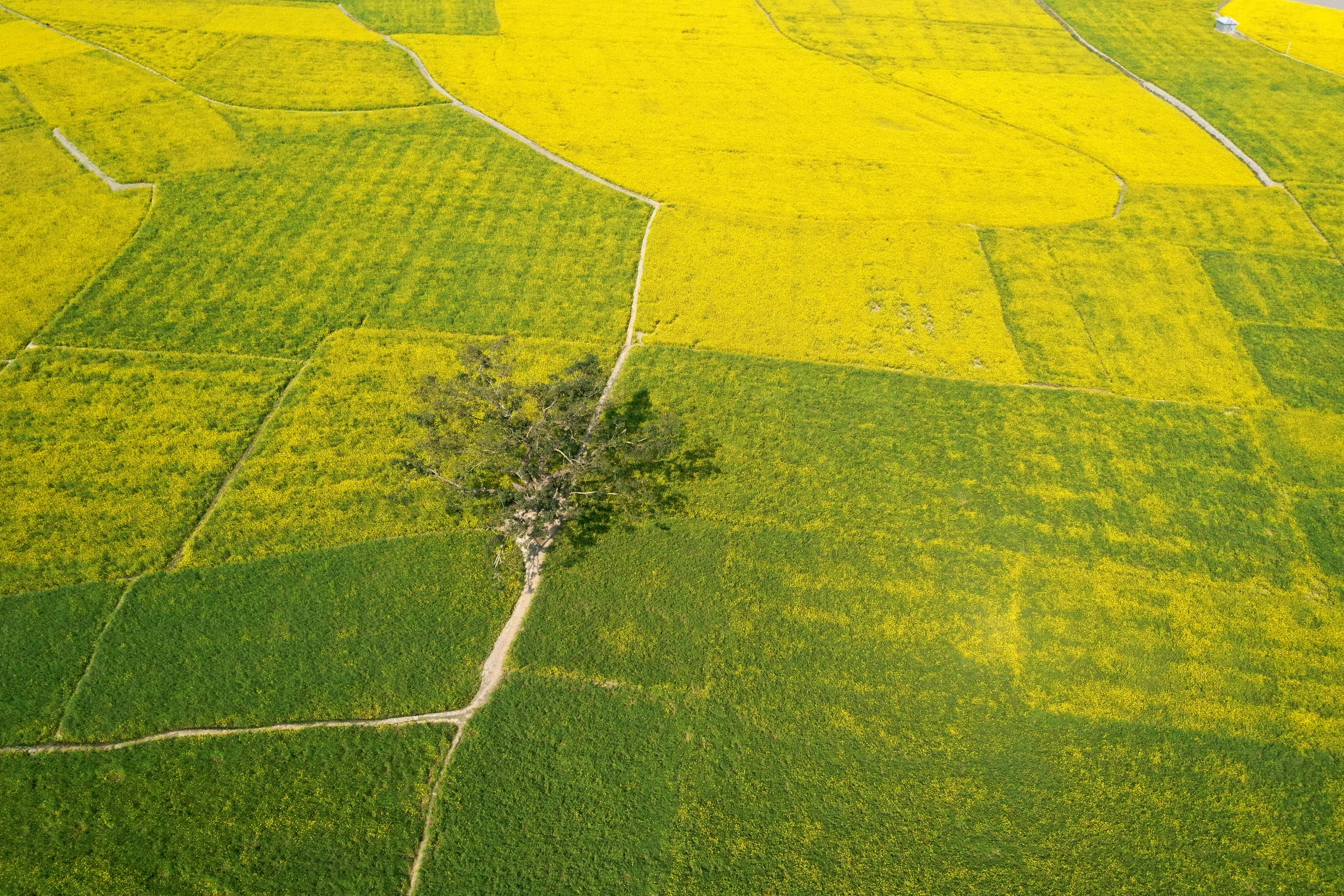 Bogra Overview