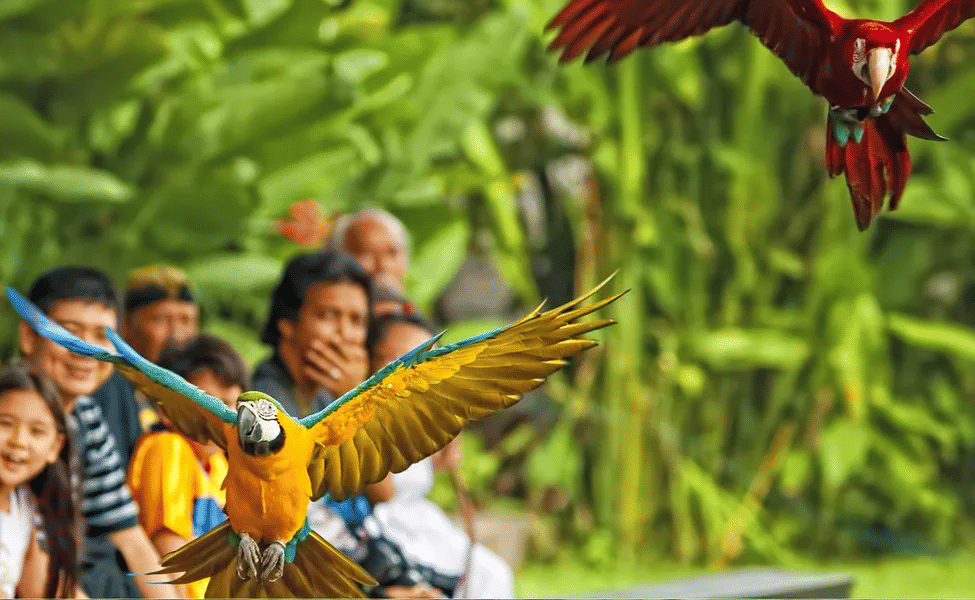 Avian Fauna