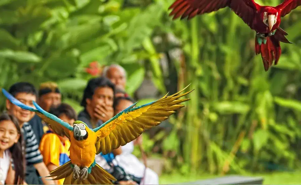 Avian Fauna
