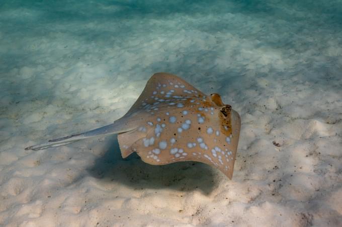 Lagoon Of The Rays