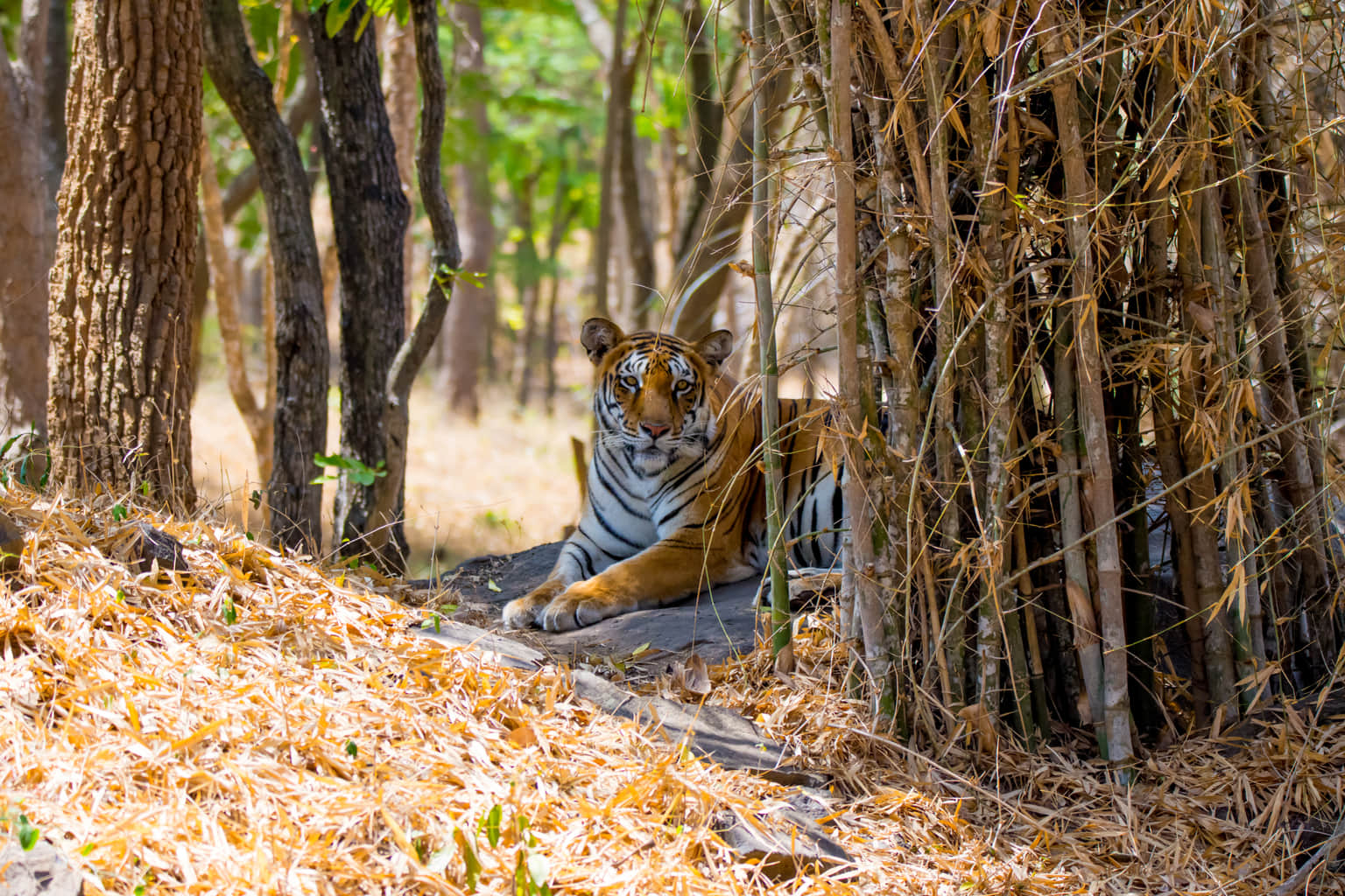 Bannerghatta National Park, <em>Bangalore</em>