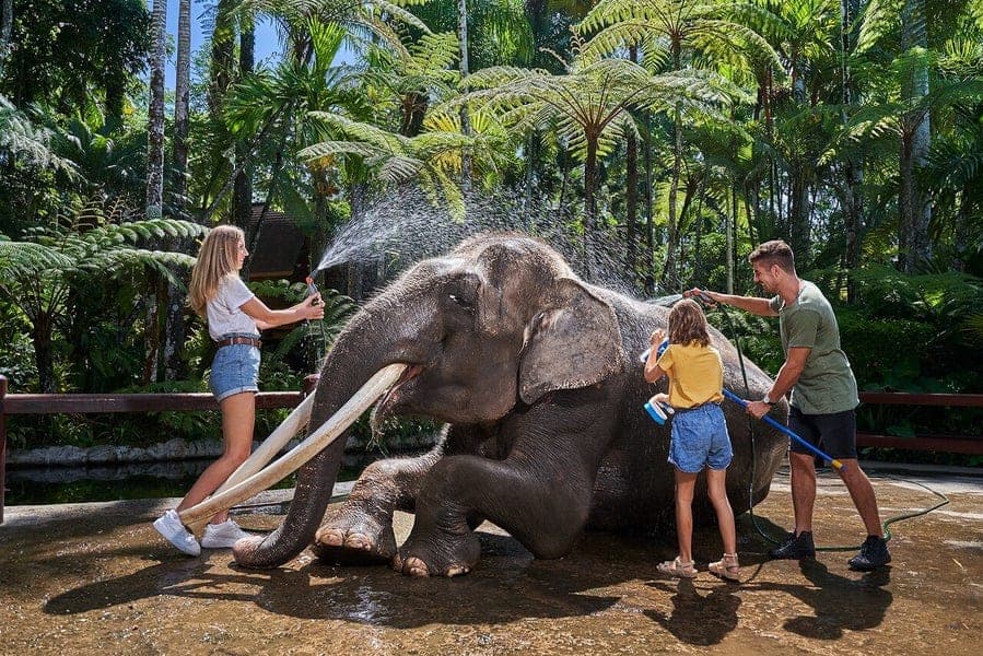 elephant feeding and bathing