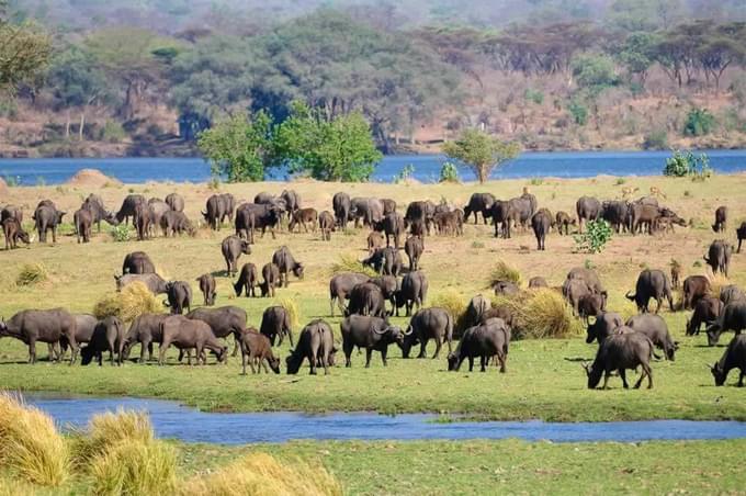 mana-pools-national-park-1024x680.jpg