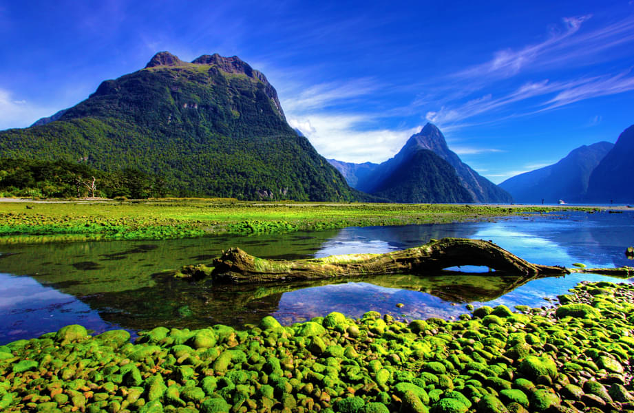 Milford Sound Cruise in Fiordland Image