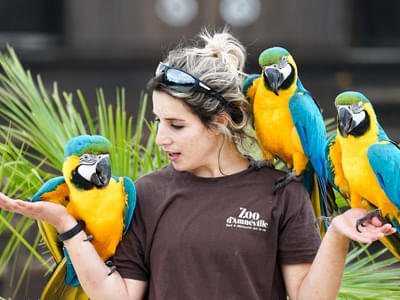 Attend the educational bird shows organized at the zoo